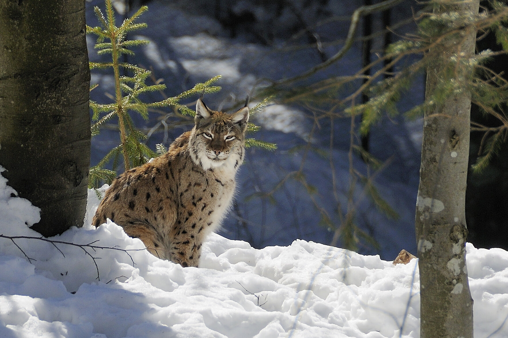 Luchs im Bayerischen Wald